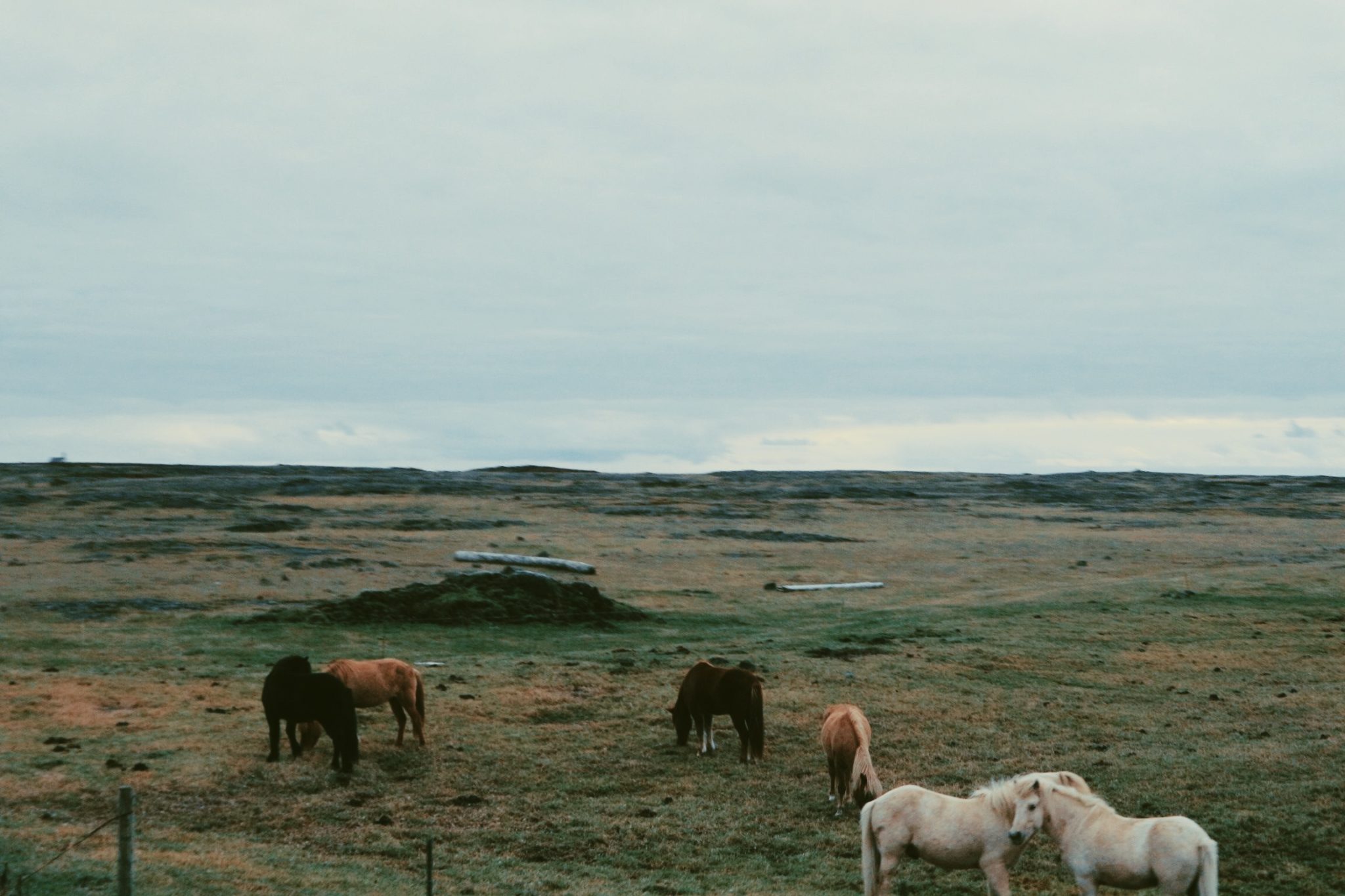 Iceland Horses